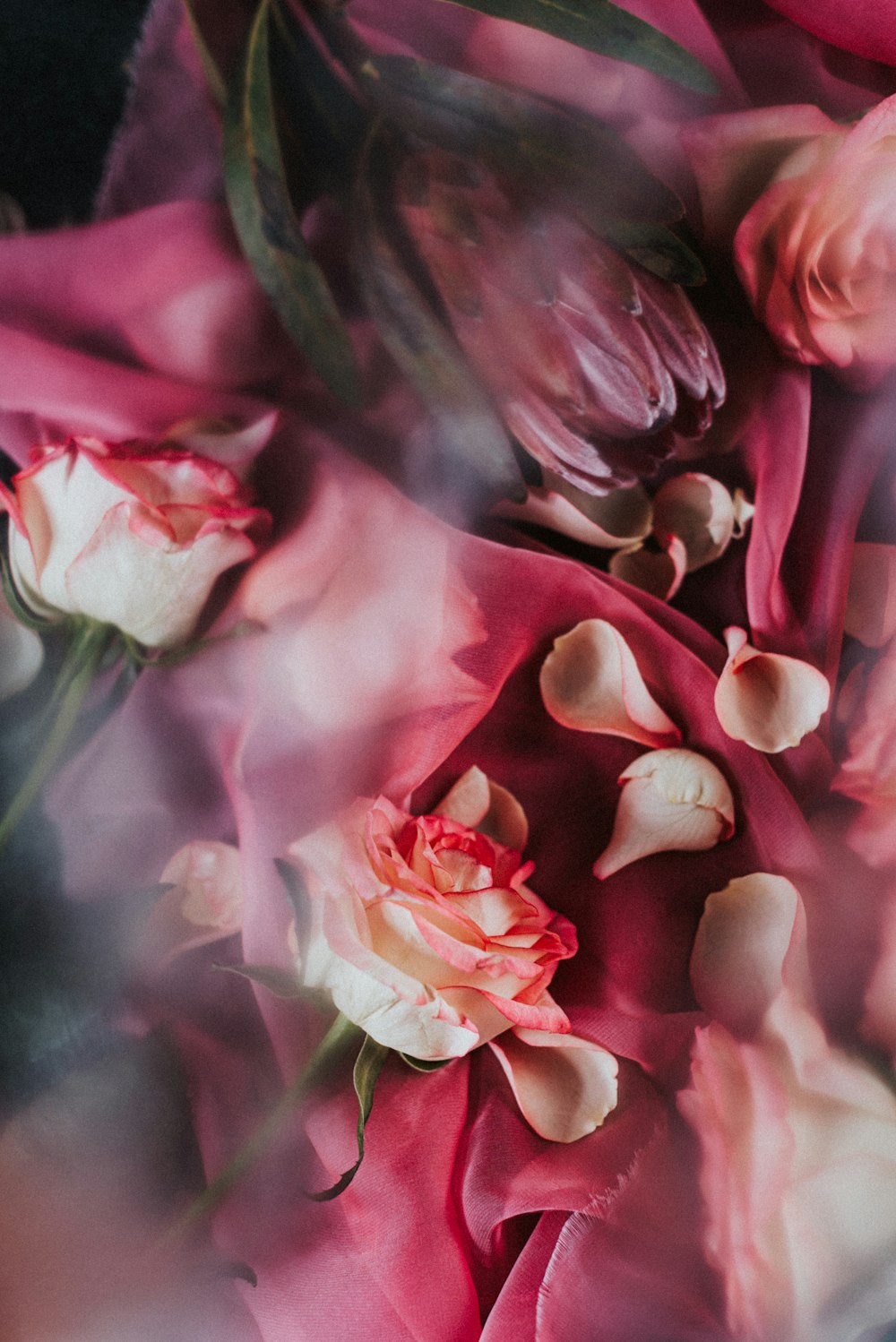 pink and white roses in close up photography