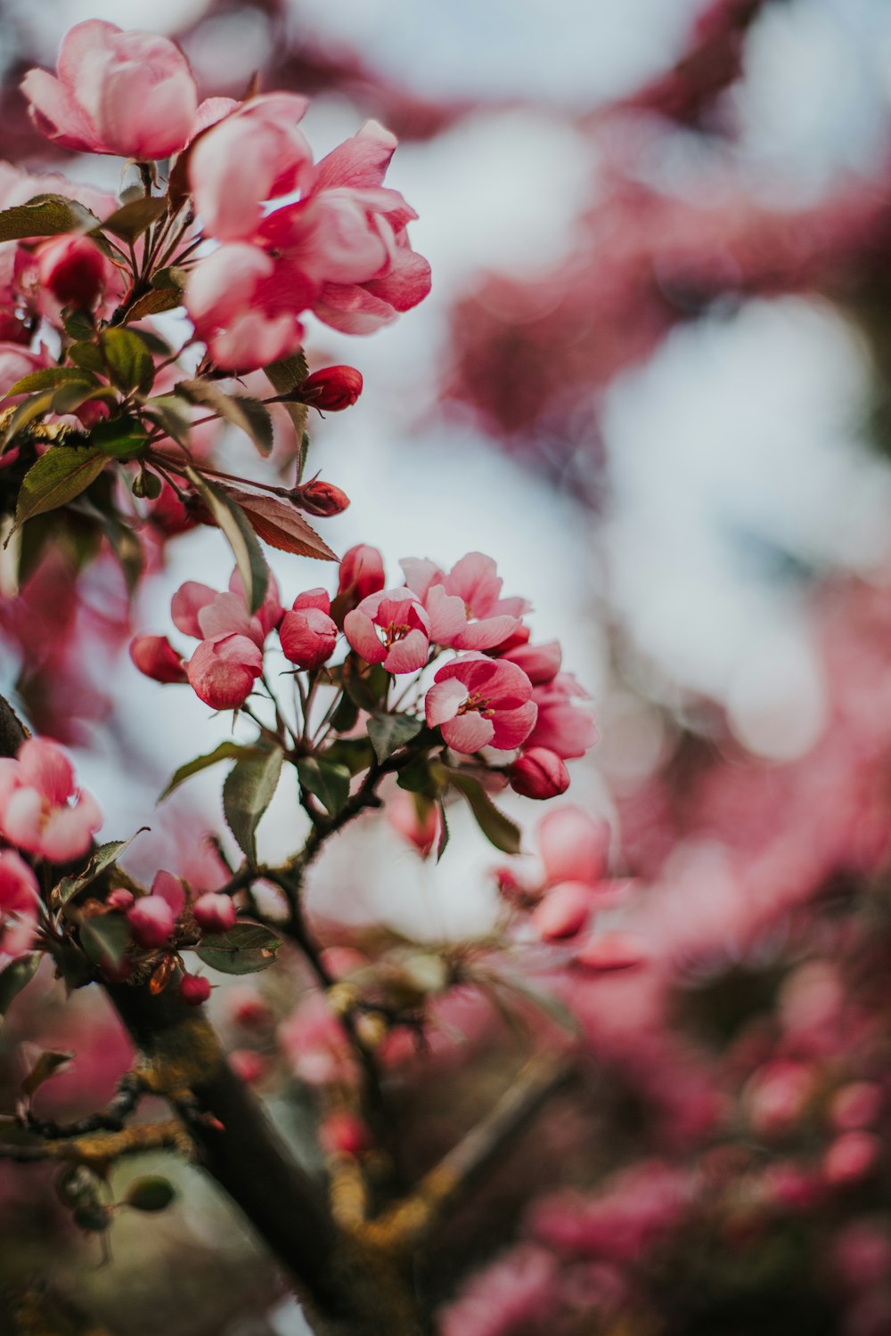 pink and white flowers in tilt shift lens