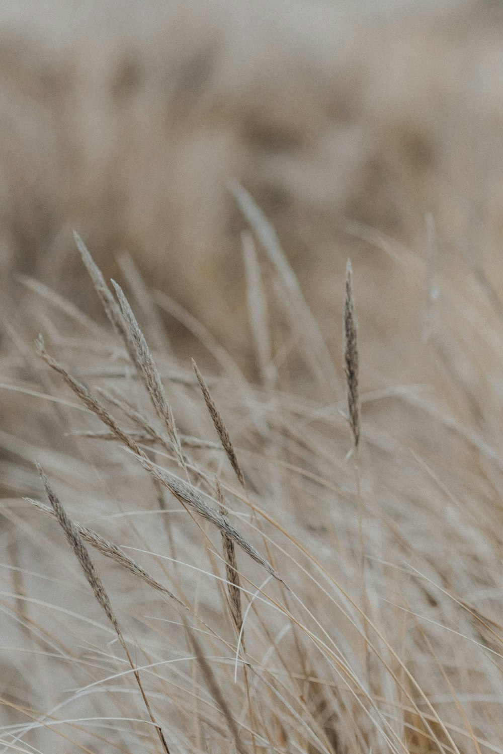 brown wheat in close up photography