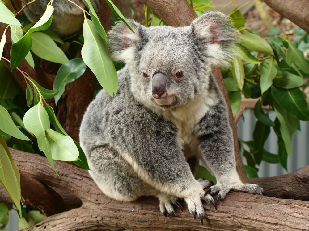 koala bear on brown tree