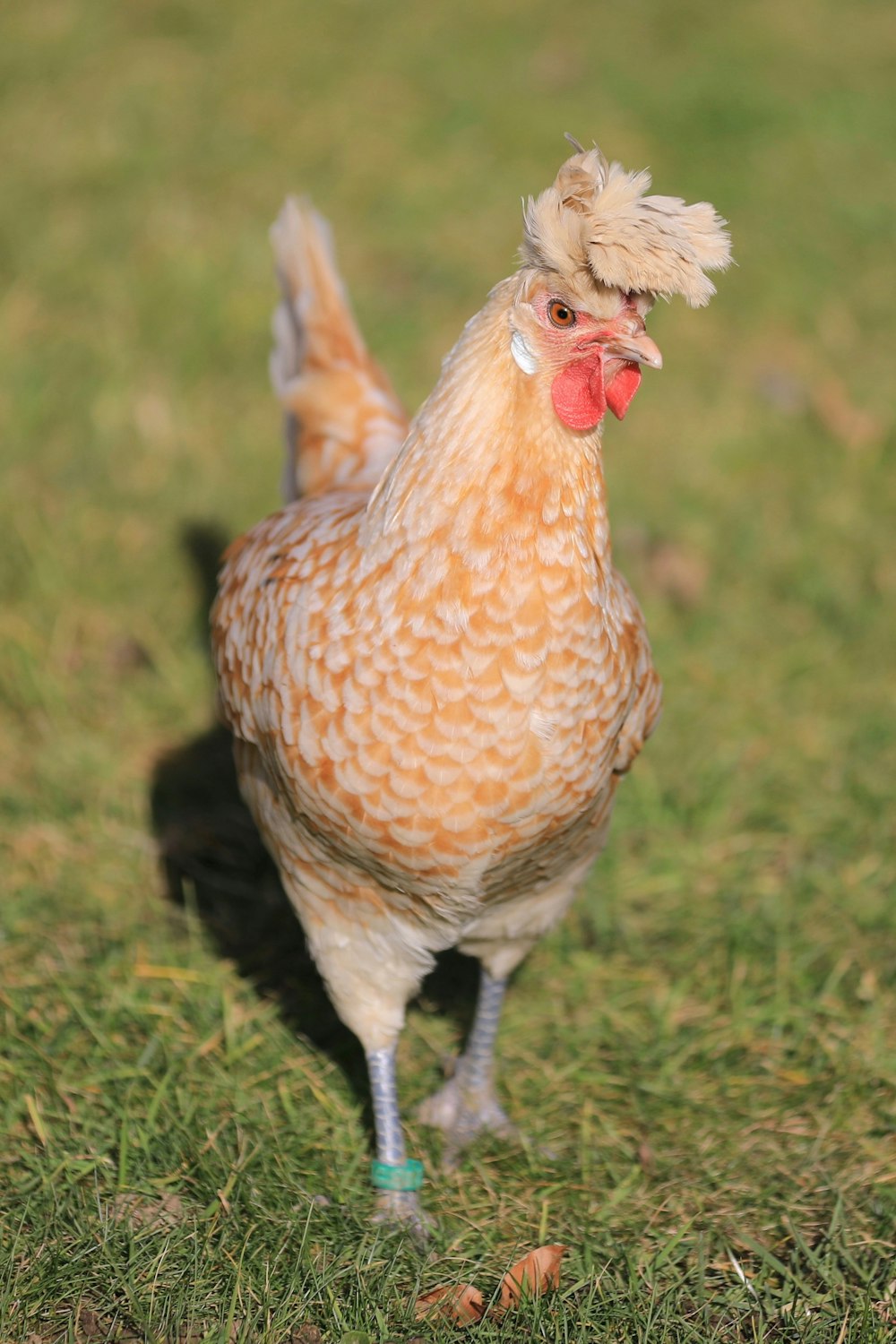 white and brown hen on green grass field during daytime