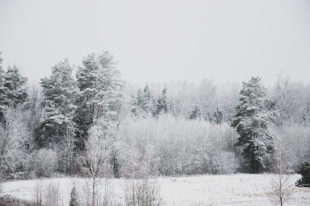 snow covered trees during daytime