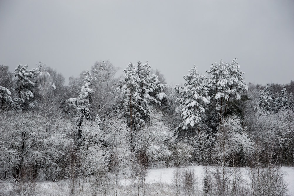 snow covered trees during daytime