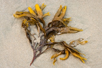 A cluster of brown seaweed lies on light-colored sand, with its thin, elongated fronds spreading out in multiple directions. The fronds have a slightly shiny, wet appearance, indicating recent contact with water.