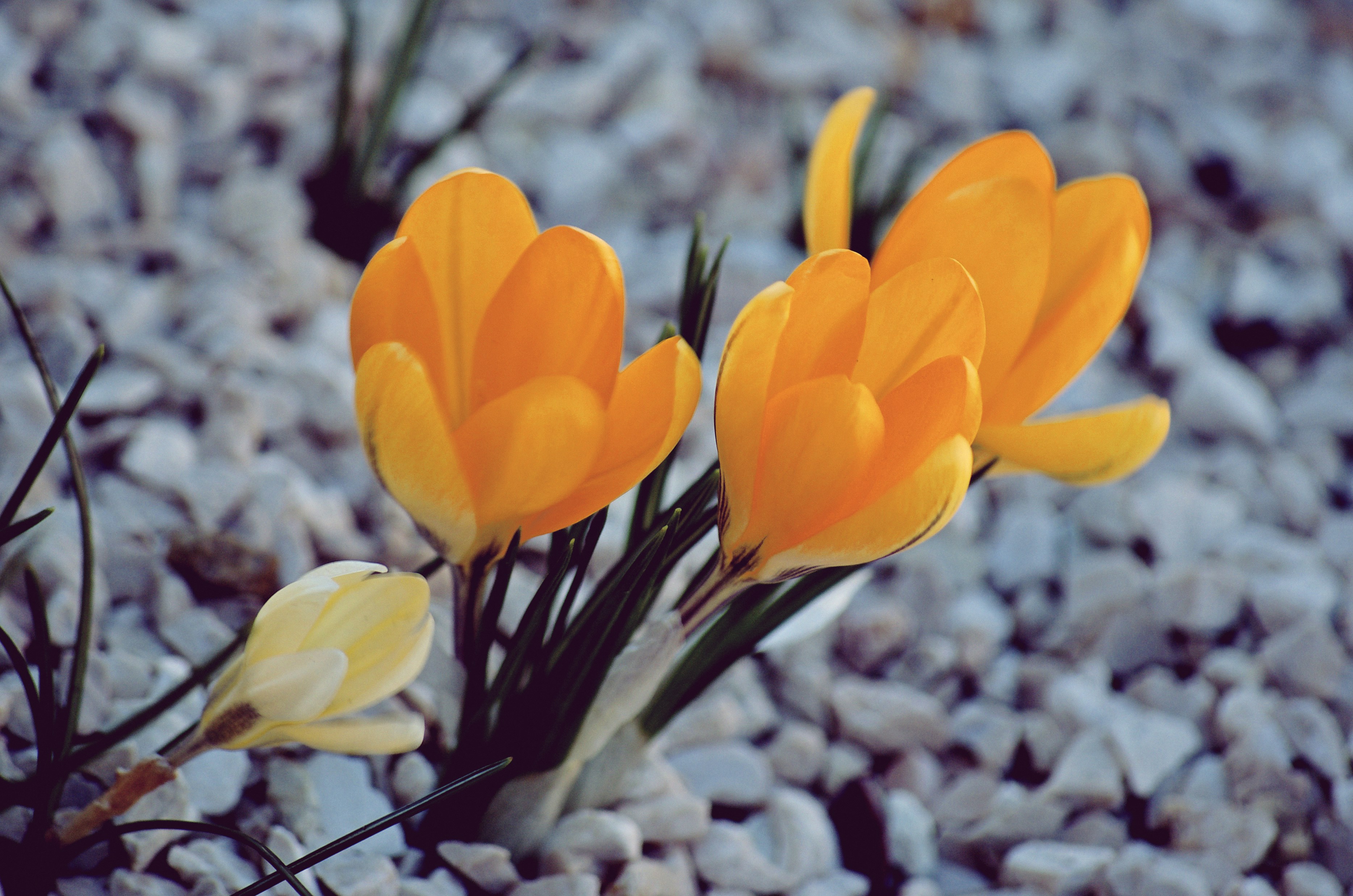 Photo by mariobeducci