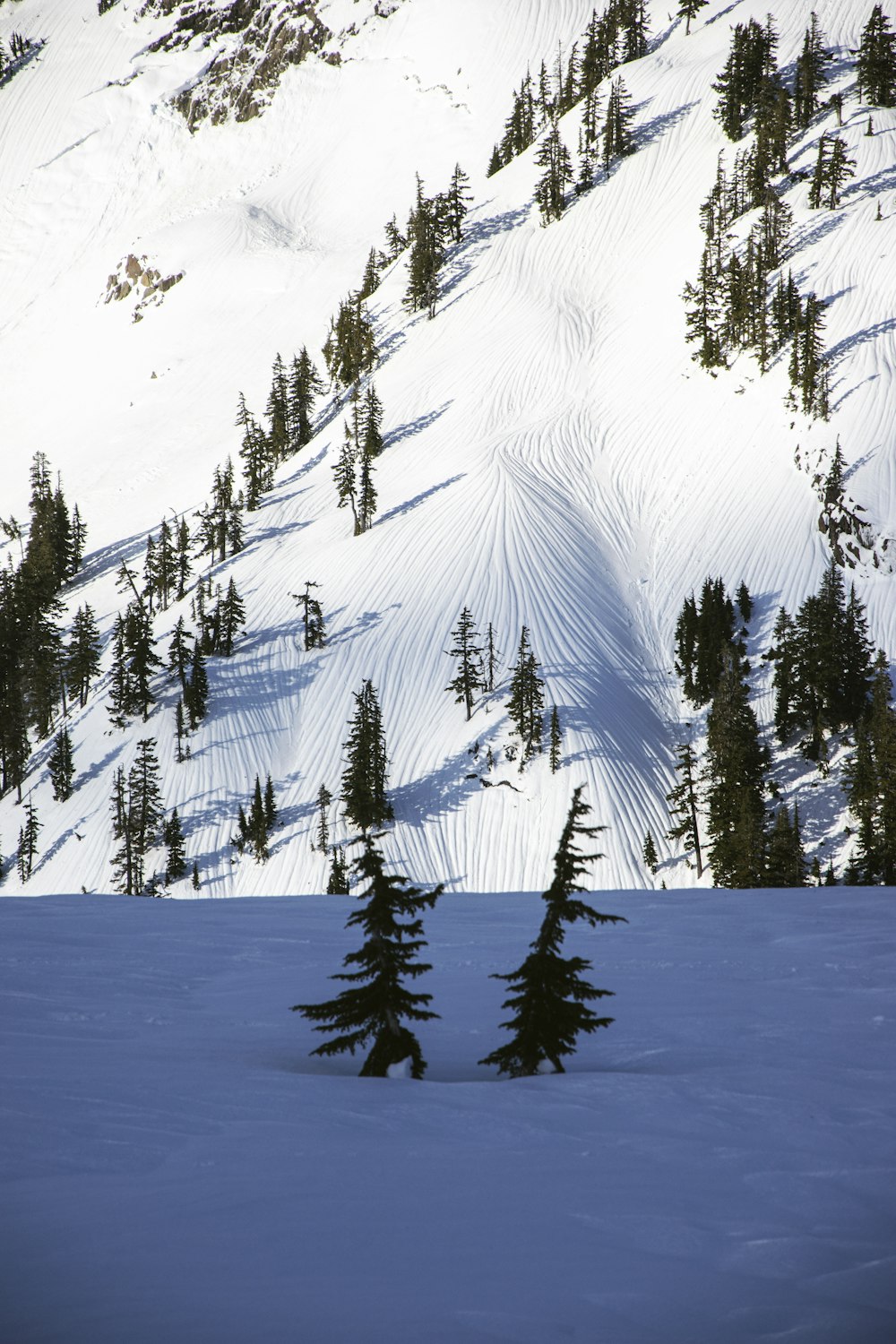 green pine trees on snow covered ground during daytime