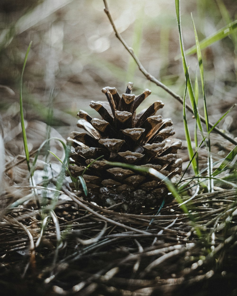 brown pine cone on green grass