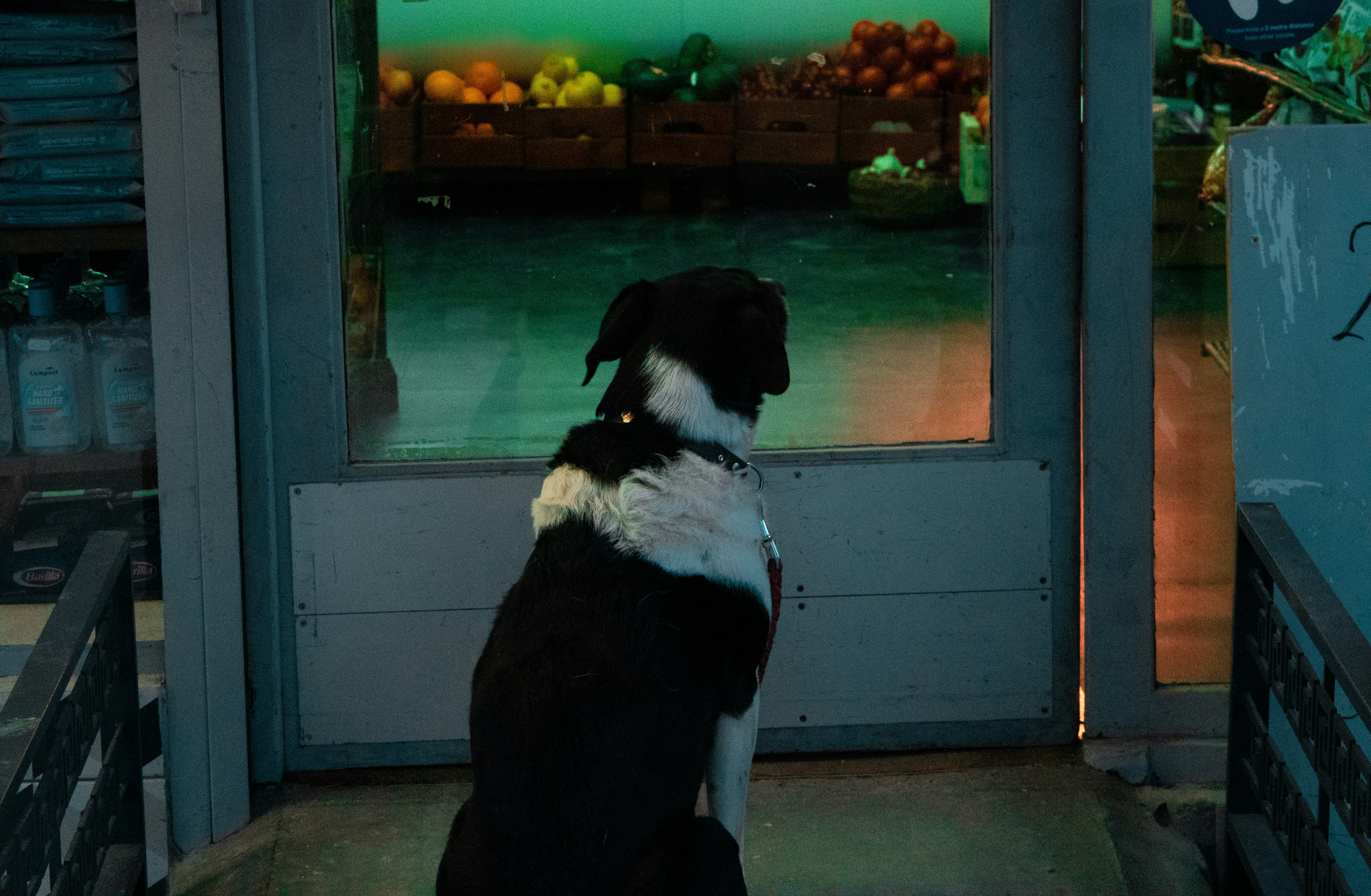 black and white short coated dog sitting on gray concrete floor