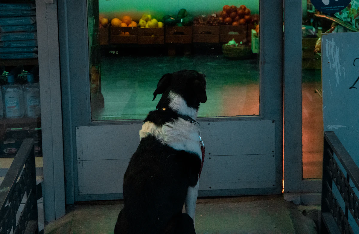 A dog in a harness sitting calmly at the lit doorway of a produce market with crates of fruit inside