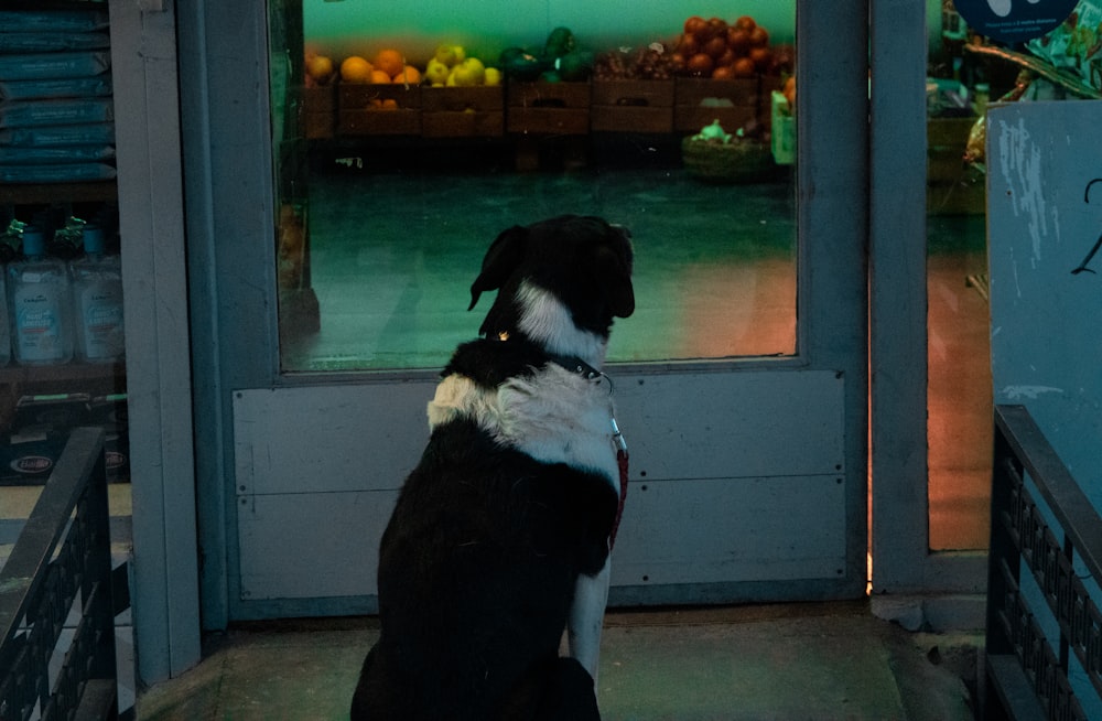 black and white short coated dog sitting on gray concrete floor