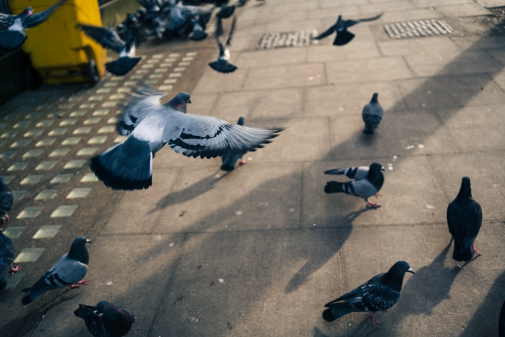 flock of pigeons on gray concrete floor