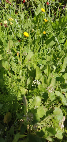 A sunlit garden patch bursting with fresh vegetables and blooming flowers.