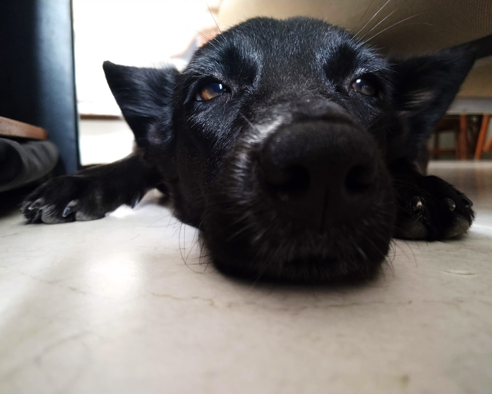schwarzer kurzbeschichteter mittelgroßer Hund