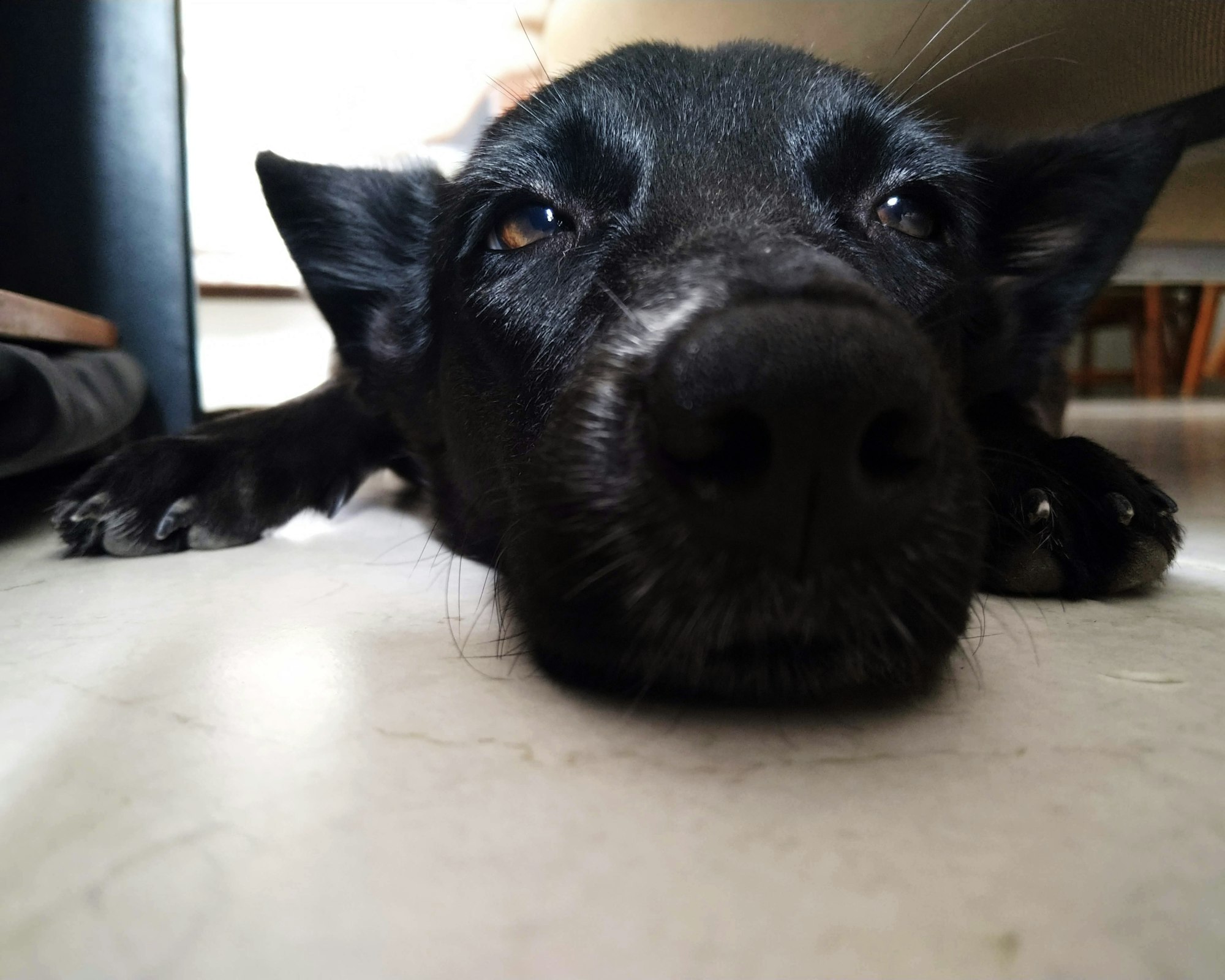 black short coated medium sized dog hiccups