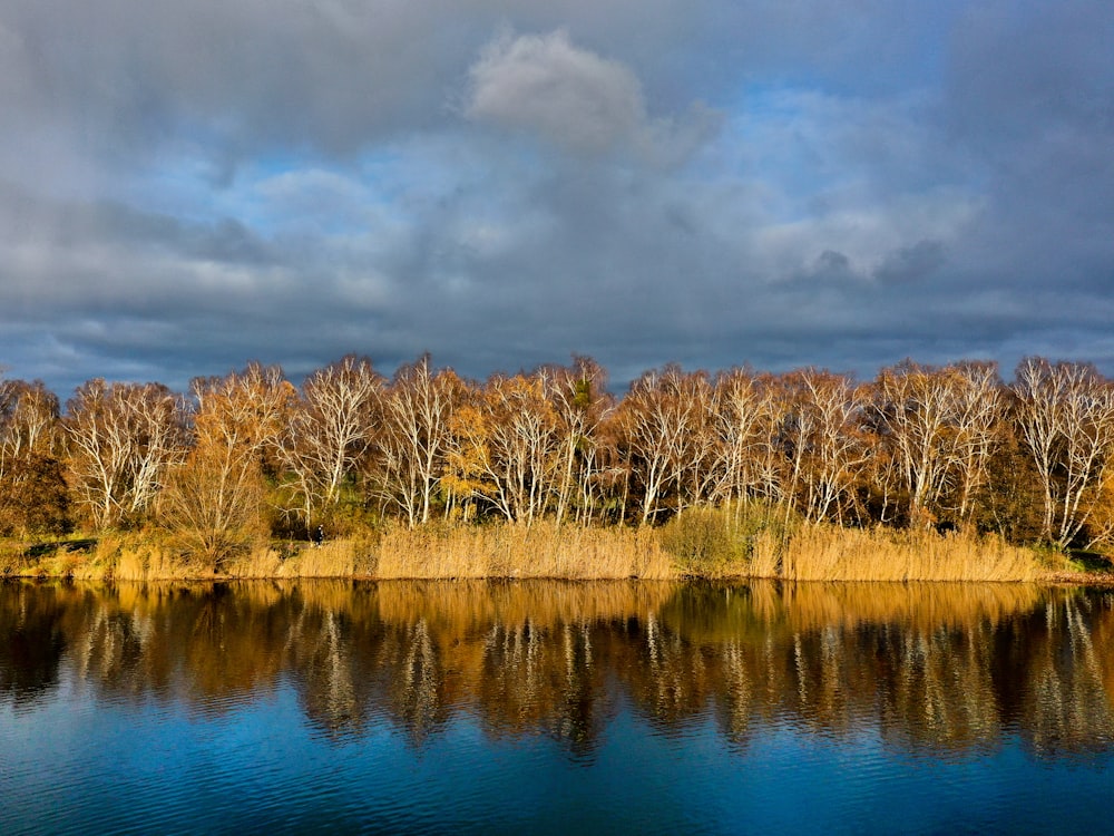 brown trees beside body of water under cloudy sky during daytime