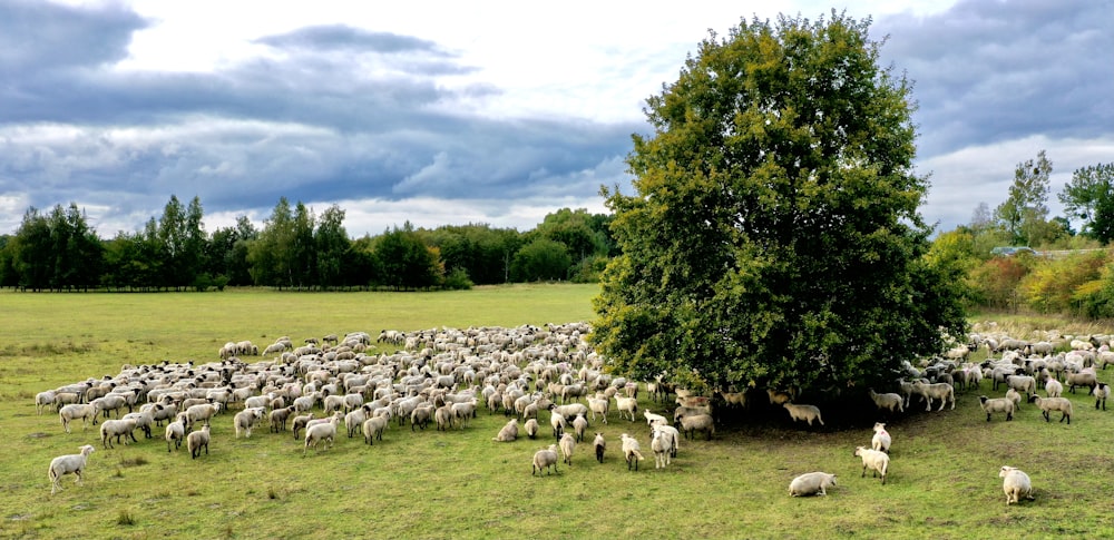 white sheep on green grass field during daytime