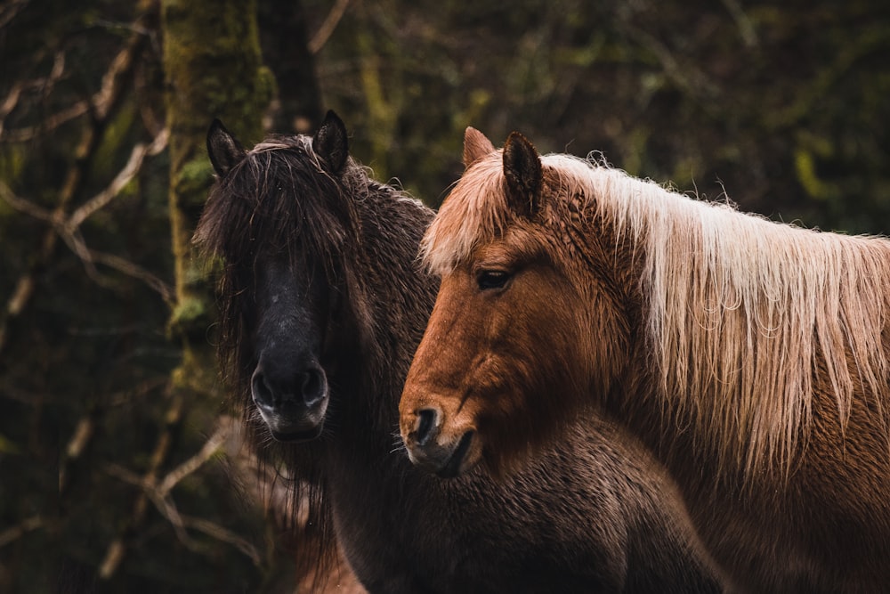 brown and black horse on green grass during daytime