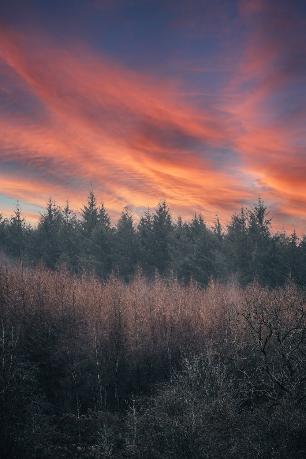 green trees under orange and blue sky