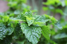 Close-up of vibrant green mint leaves with textured, serrated edges and a glossy surface, surrounded by a blurred natural background.