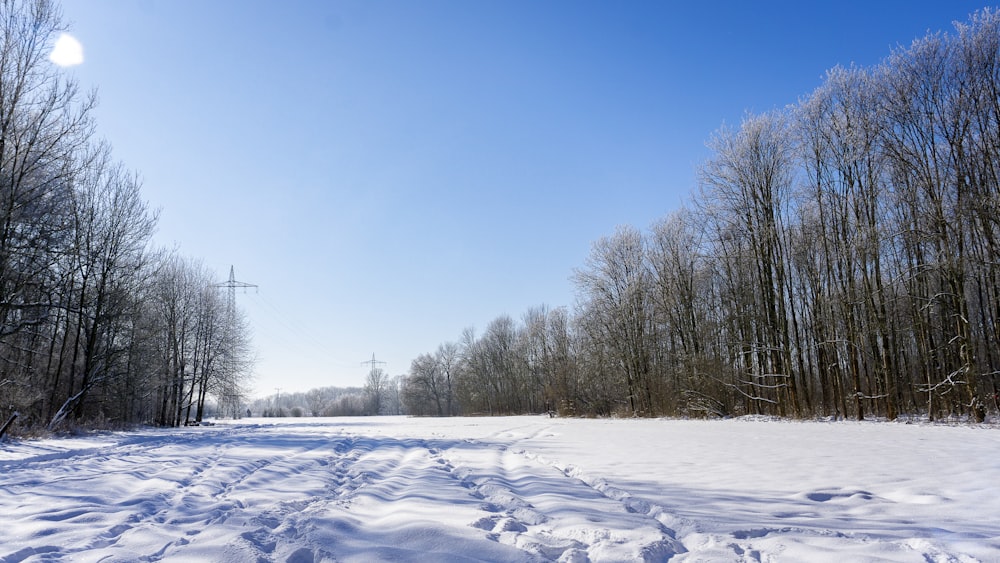 bare trees on snow covered ground under blue sky during daytime