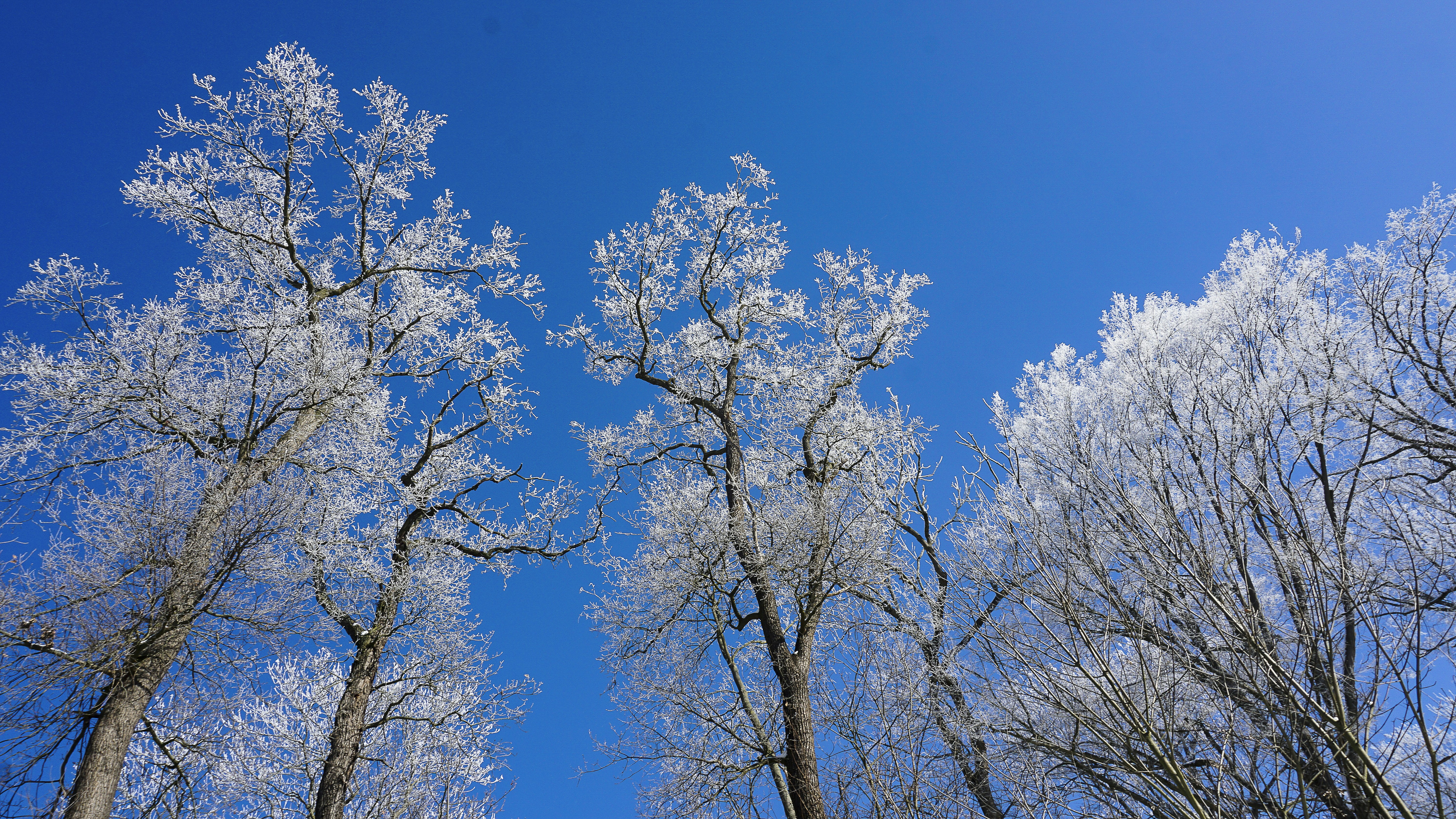 brown tree under blue sky during daytime