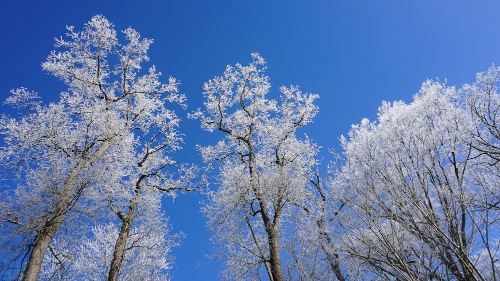 brown tree under blue sky during daytime