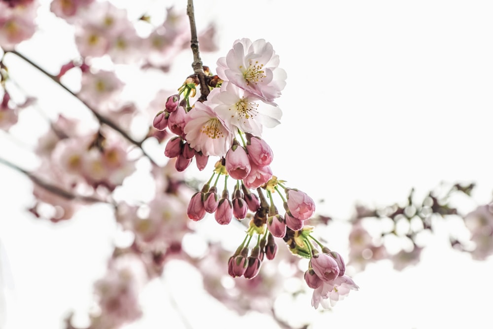 pink and white cherry blossom in close up photography