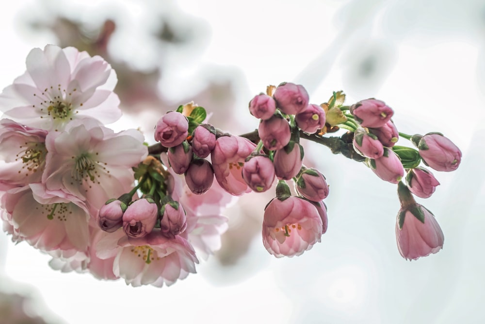 pink and white flowers on white surface