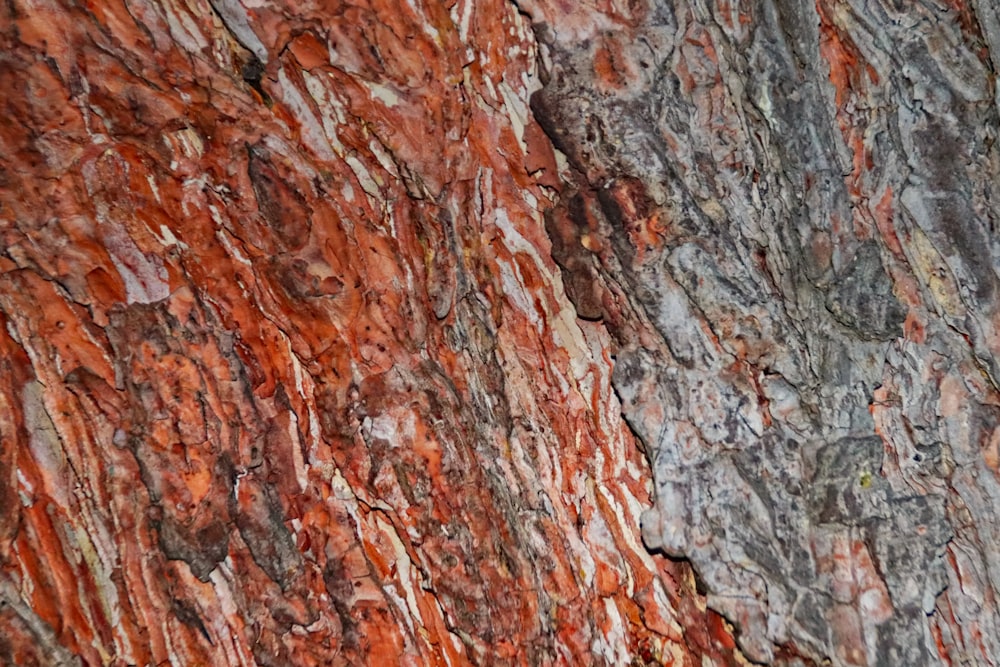 brown and gray tree trunk