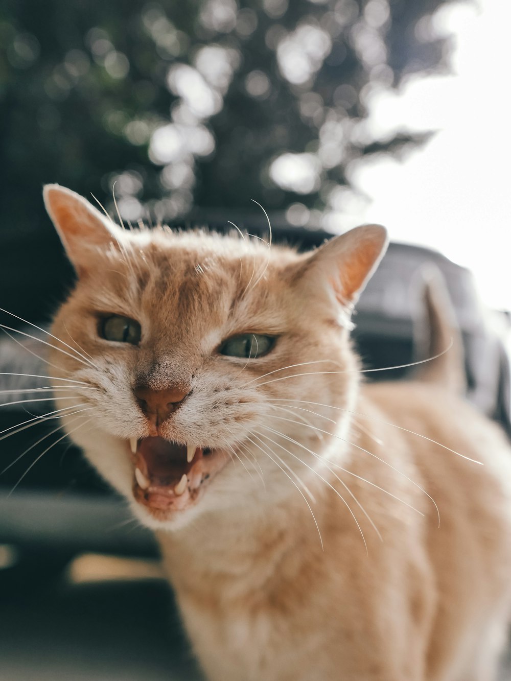 orange tabby cat on black table