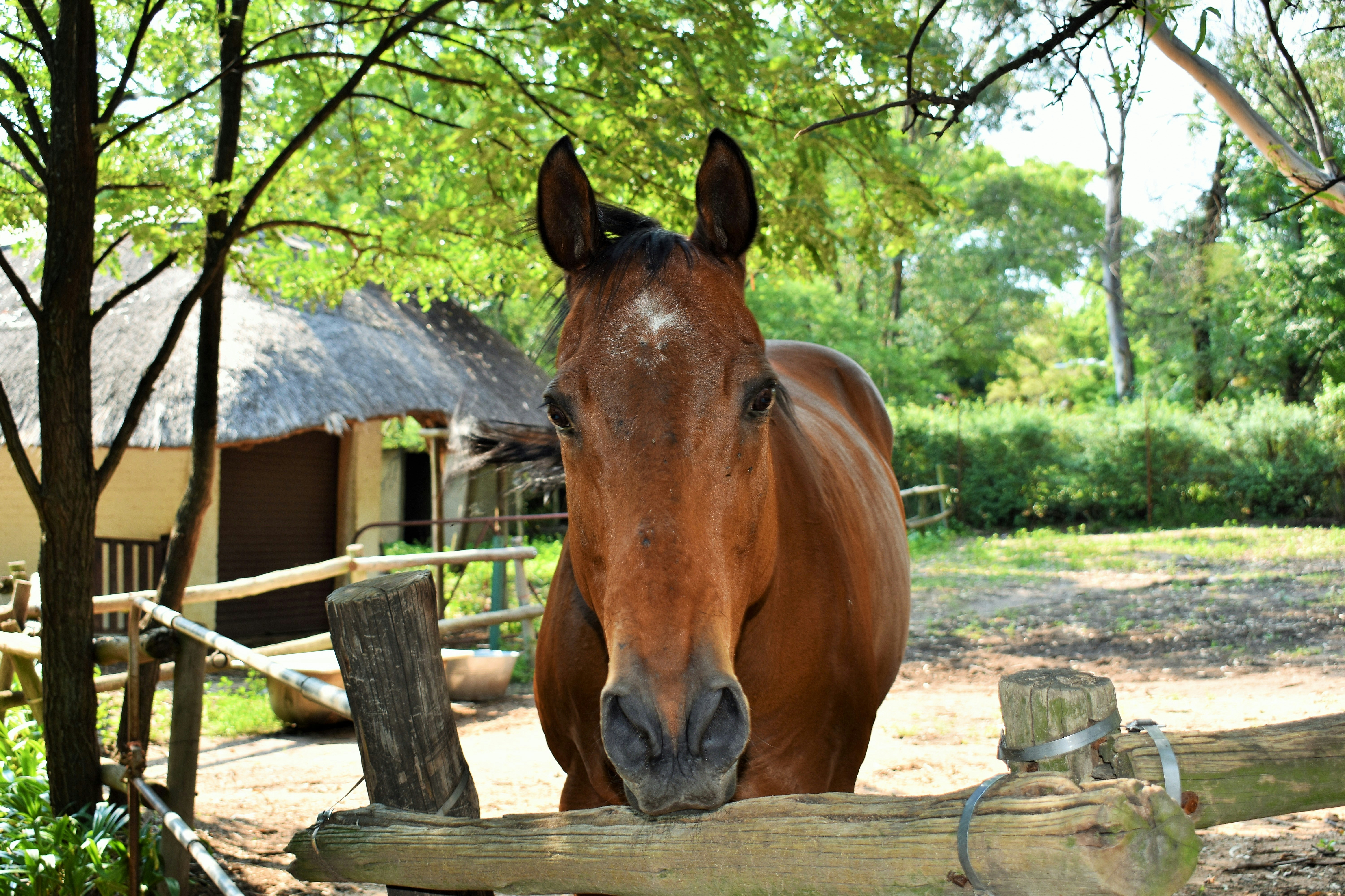 brown horse on brown wooden fence during daytime