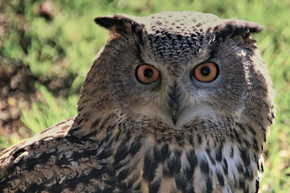 brown and white owl in close up photography