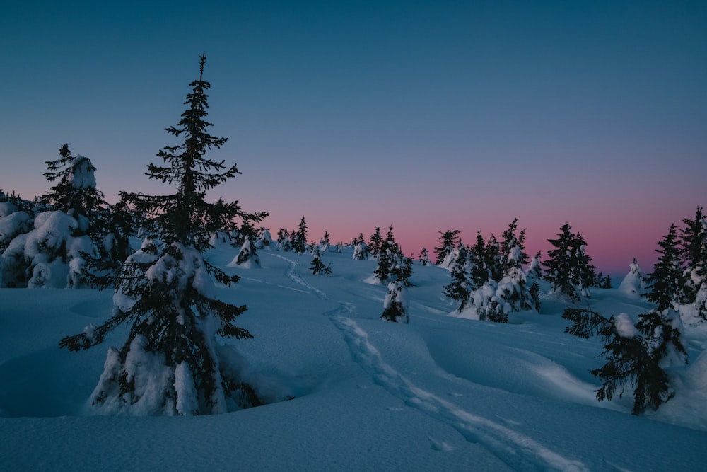 pino verde su terreno innevato durante il giorno