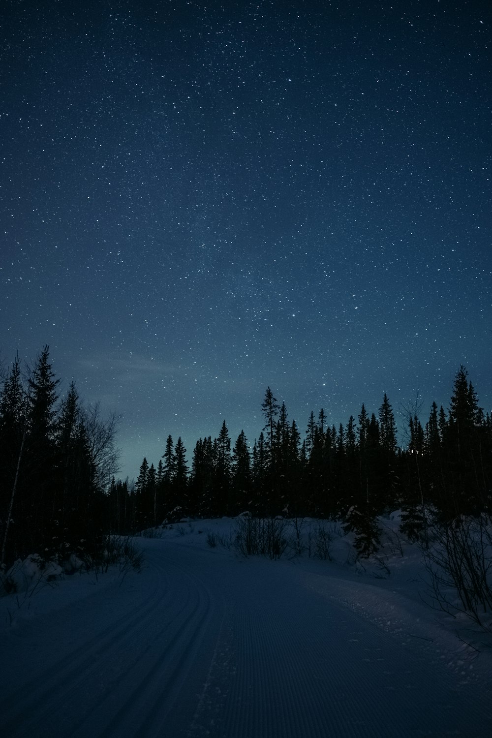 campo coperto di neve e alberi sotto la notte stellata