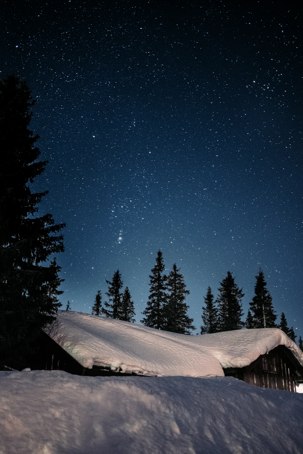 Stars above snow-covered pine trees on a clear night