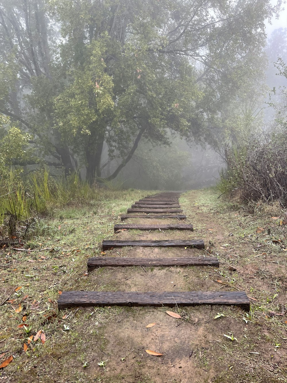 braune Holztreppe zwischen grünem Gras und Bäumen