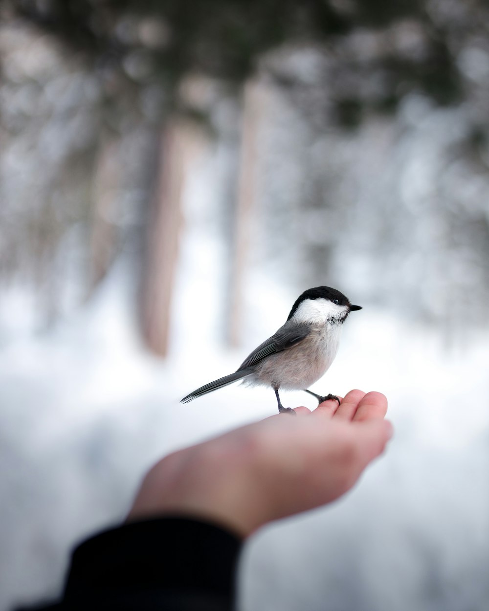 white and black bird on persons hand