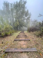 A misty forest path winding through towering trees, evoking a sense of hidden history.