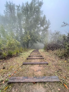 A misty forest path winding through towering trees, evoking a sense of hidden history.