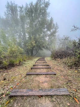 A quiet, misty forest path at dawn, evoking a sense of whispered secrets.