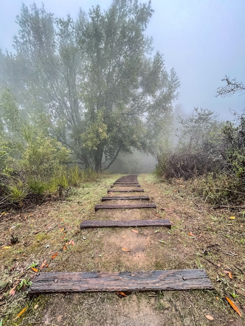 A misty forest path winding through tall trees, evoking a sense of mystery and quiet reflection.