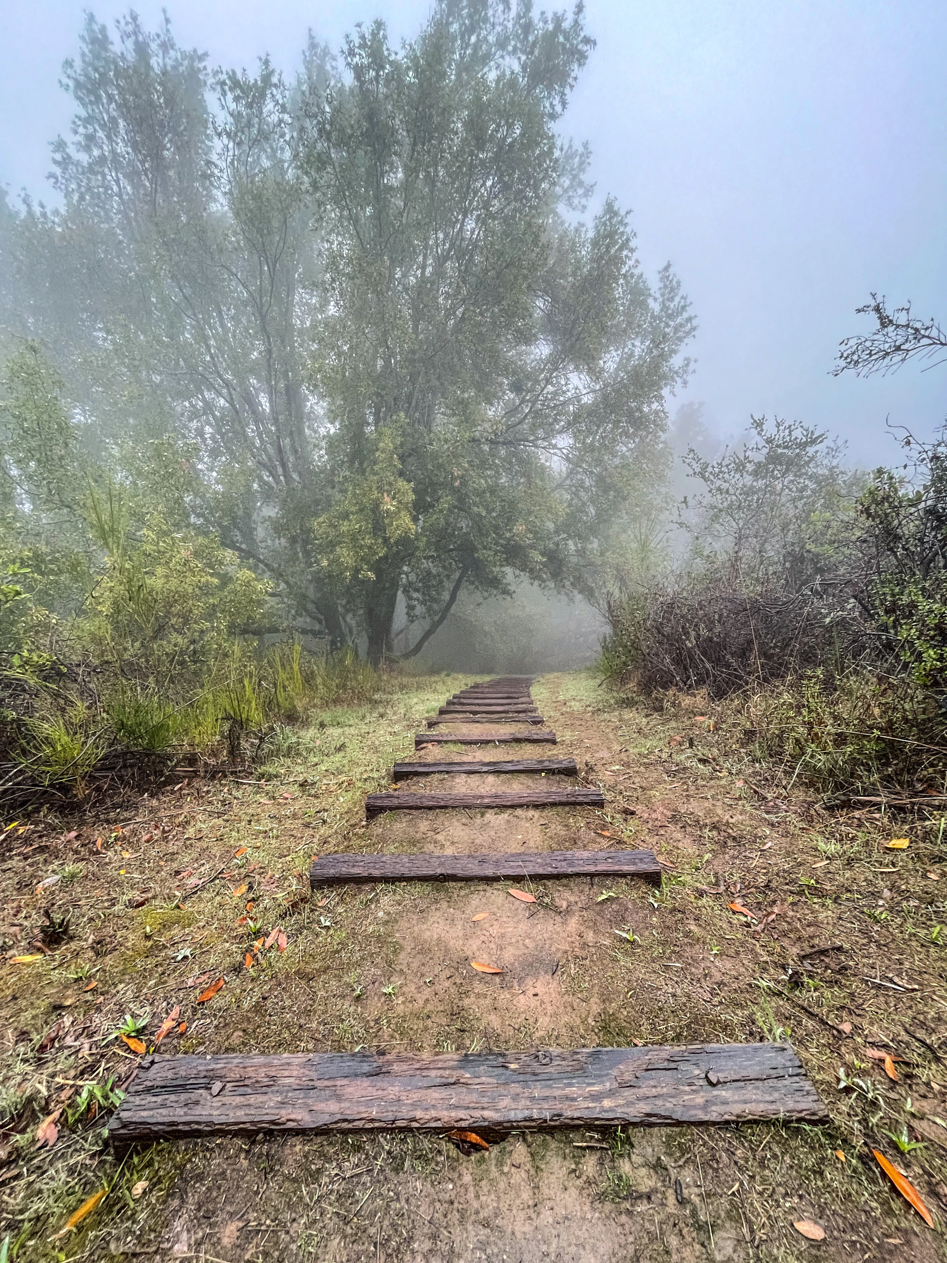A high-resolution photo showcasing a quiet, misty forest path that evokes a sense of calm and mystery.
