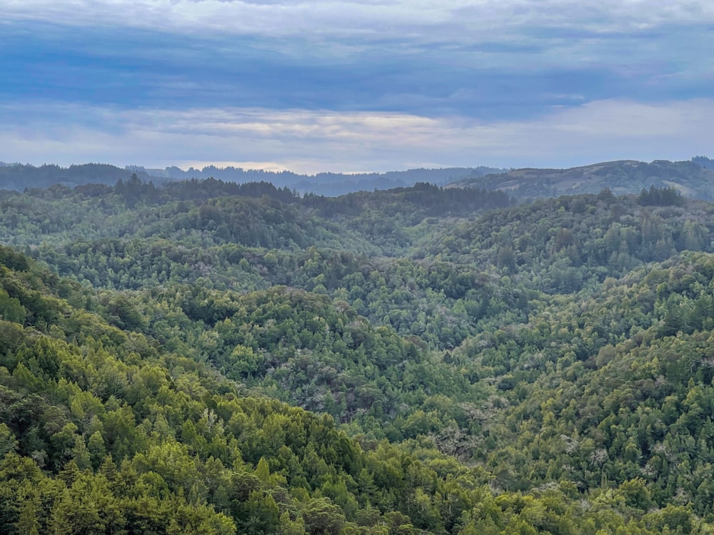 árboles verdes en la montaña bajo el cielo azul durante el día