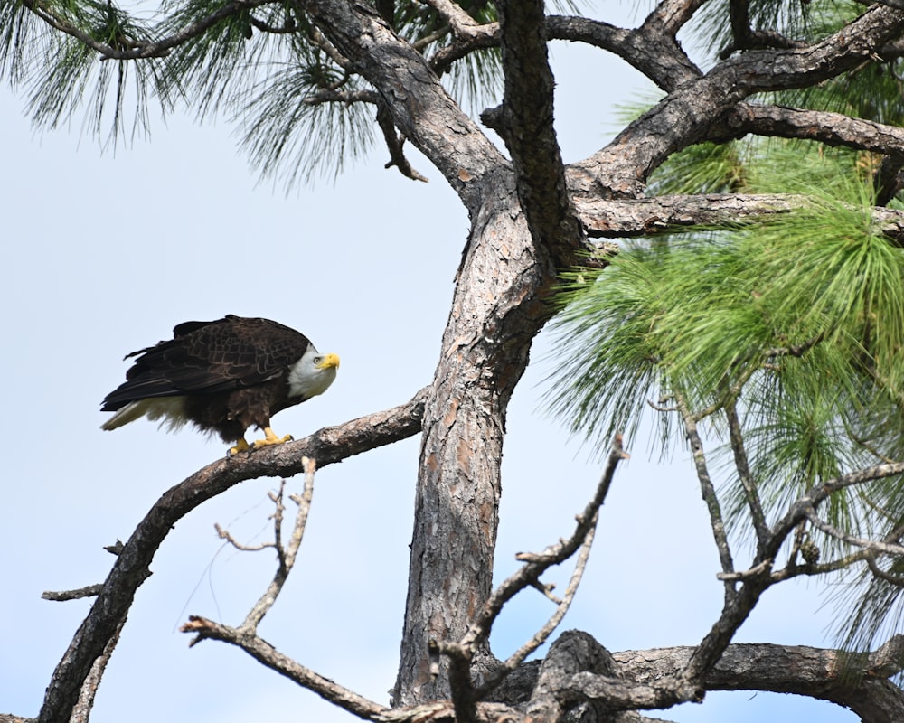 black and white eagle on brown tree branch during daytime