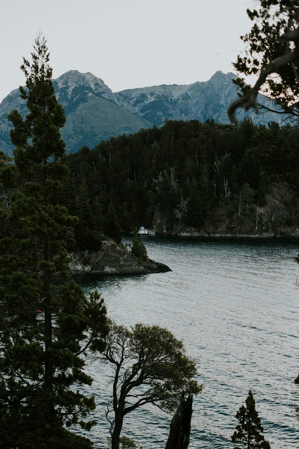 green trees near body of water during daytime