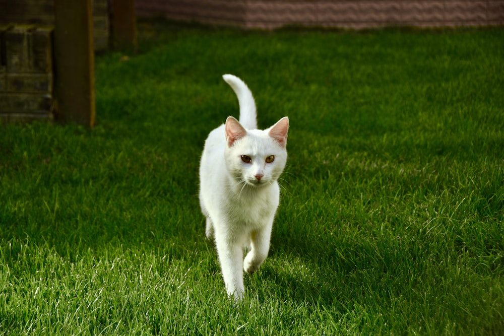 white cat on green grass field during daytime