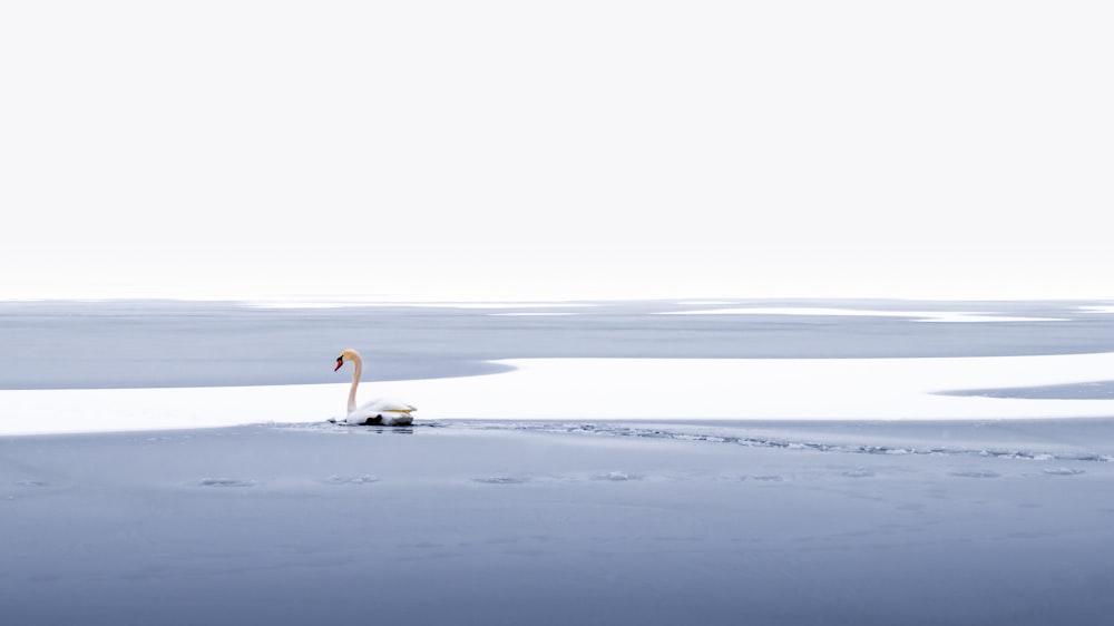 pessoa na camisa branca andando no chão coberto de neve durante o dia