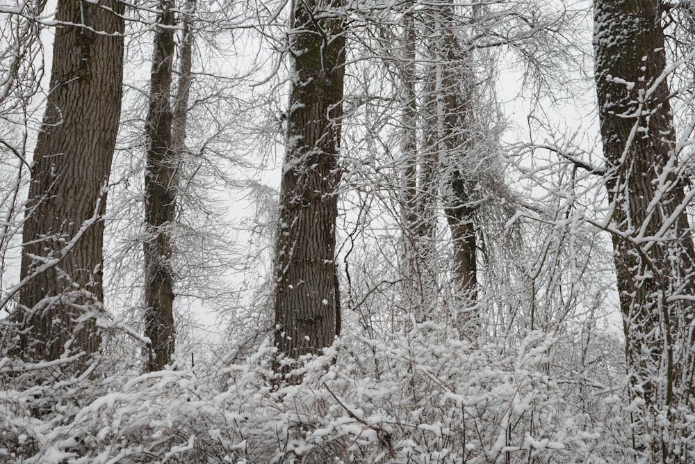 brown leafless trees covered with snow