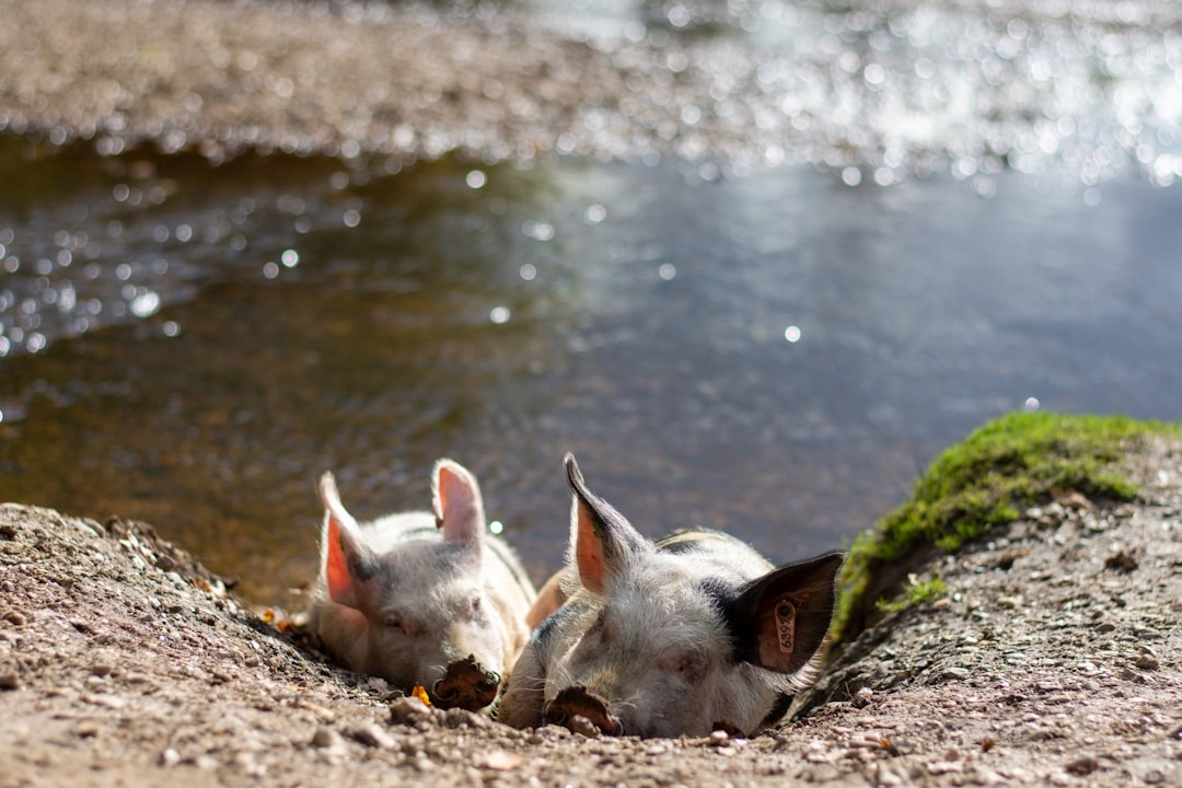 pigs on water during daytime