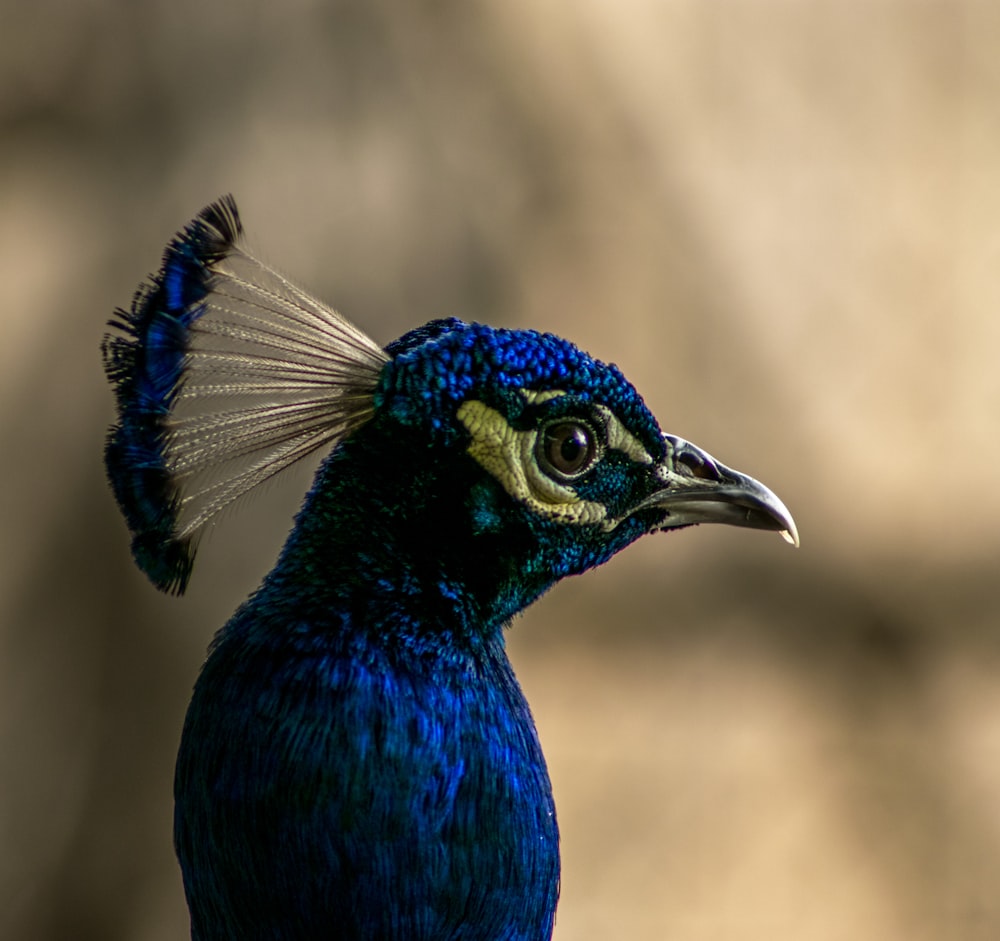 blue peacock in close up photography